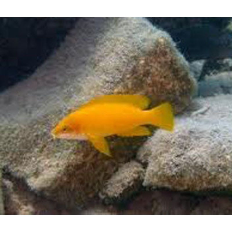 Neolamprologus Mustax