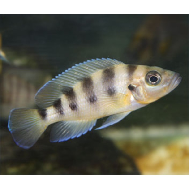 Neolamprologus Sexfasciatus Gold