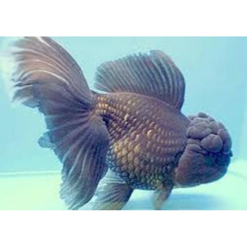 Oranda Black