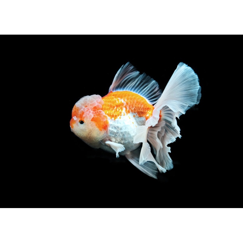 Oranda - Rosetail
