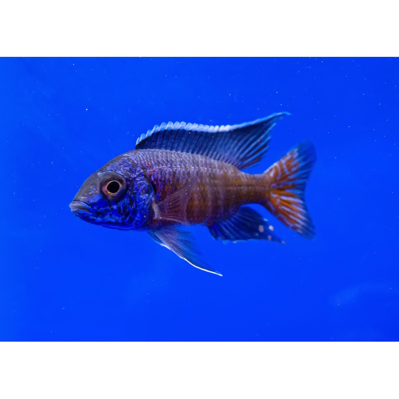 Peacock Cichlid - Assorted