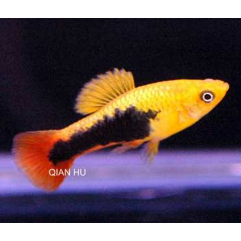 Platy Hawaiian Variatus