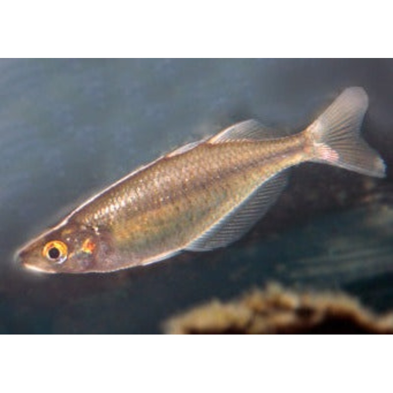 Red Eye Tiger Rainbowfish - G. multisquamatus