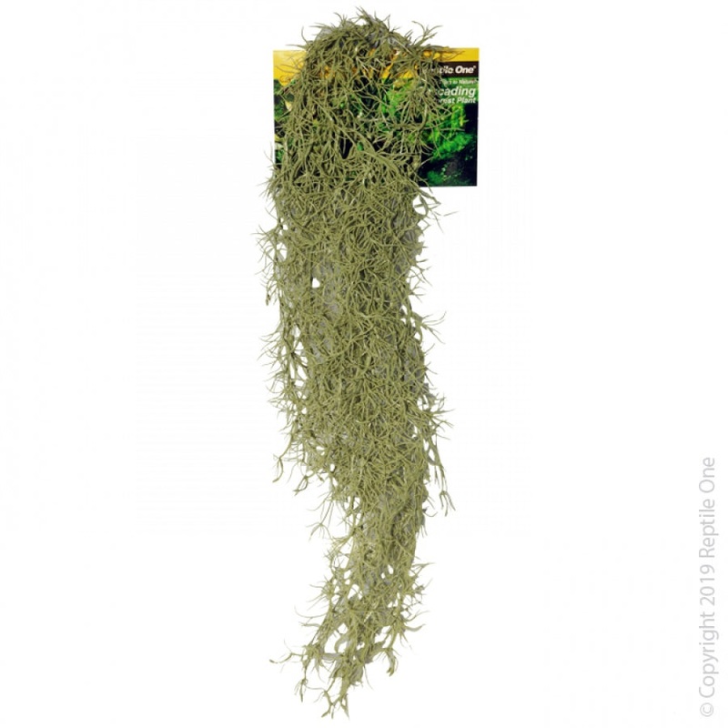 Reptile One Hanging Spanish Moss Grey