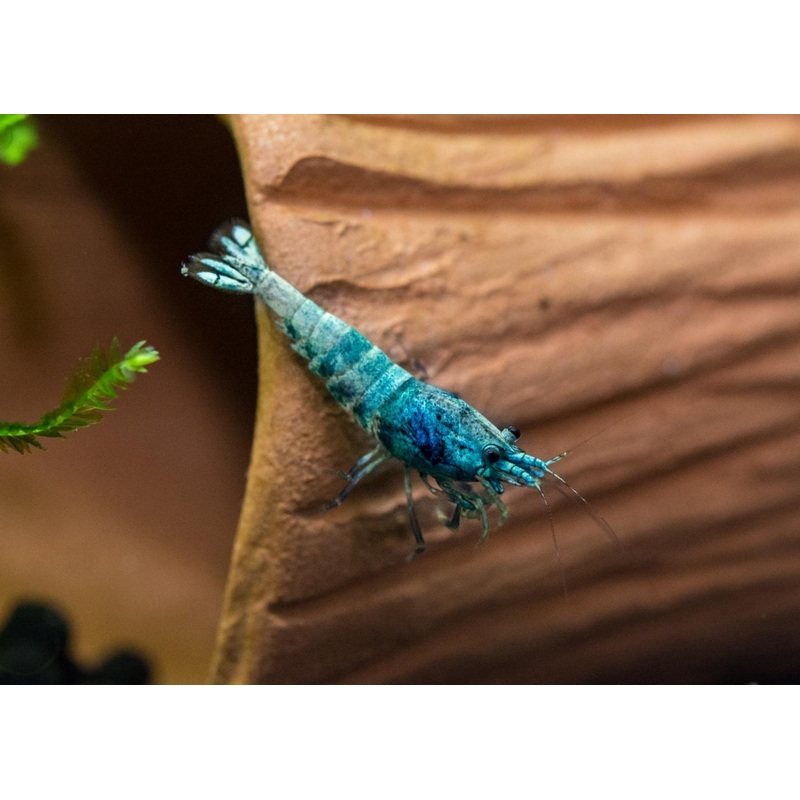 Shrimp - Blue Bolt