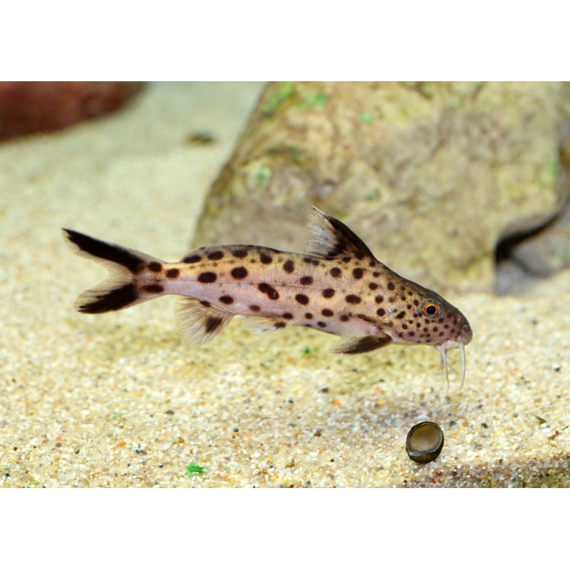 Synodontis Multipunctatus - Cuckoo Cat