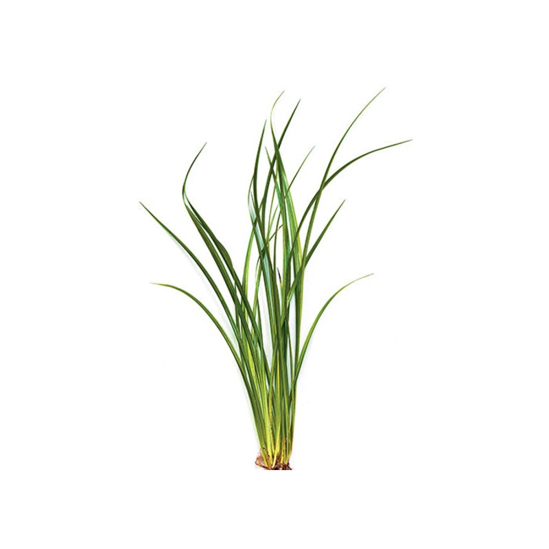 Variegated Lime Rush