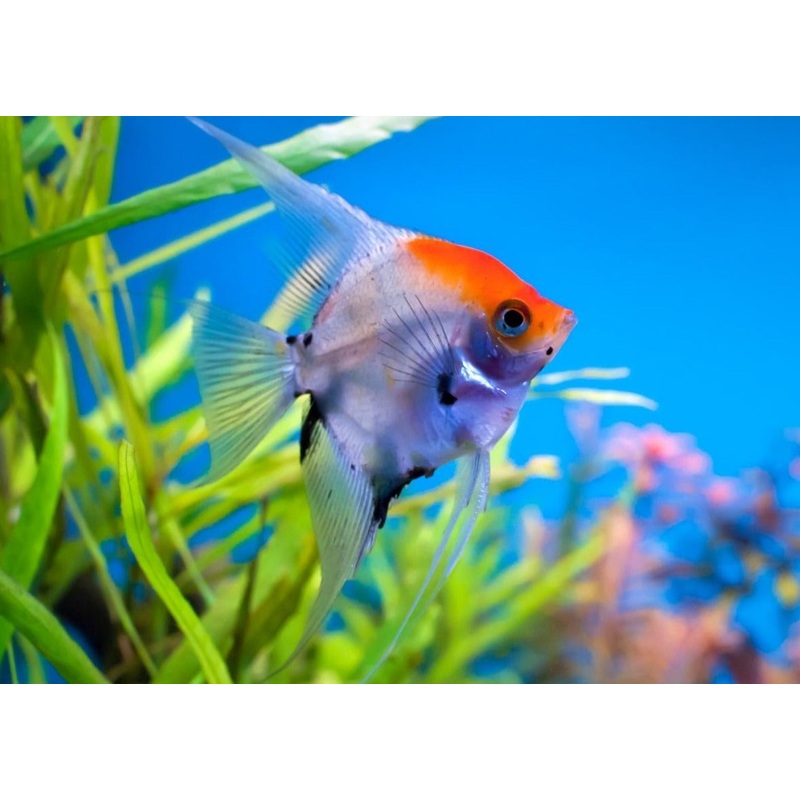 Angelfish - Koi Red Cap