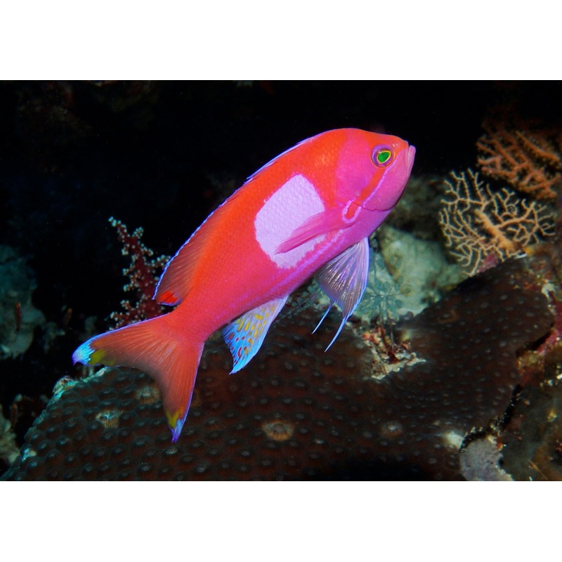 Anthia - Square Block - Male