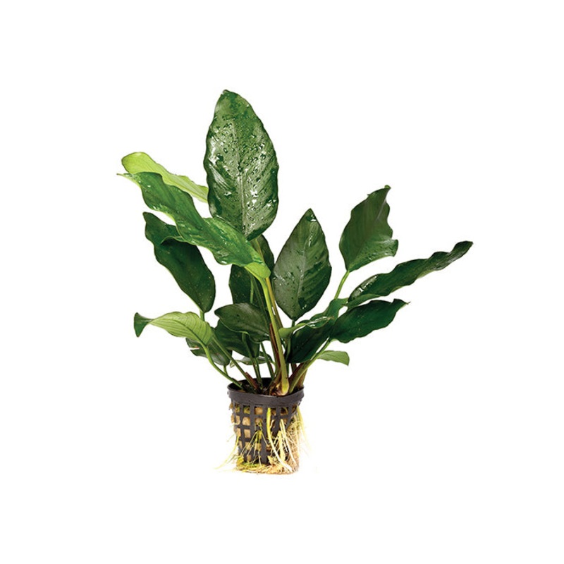 Anubias (Assorted) in Mesh Pot