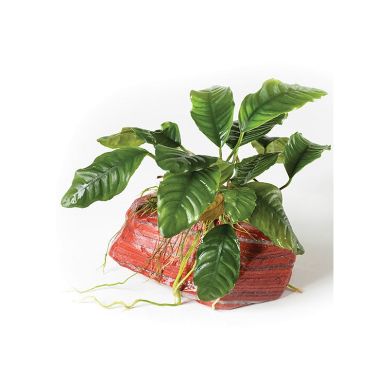 Anubias Jasper Rock Creation