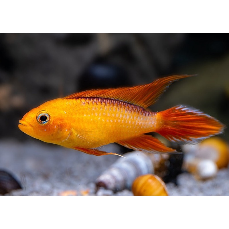 Apistogramma Agassizi Gold - Fire red