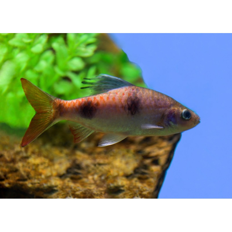 Arulius Barb