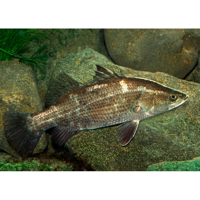 Barramundi