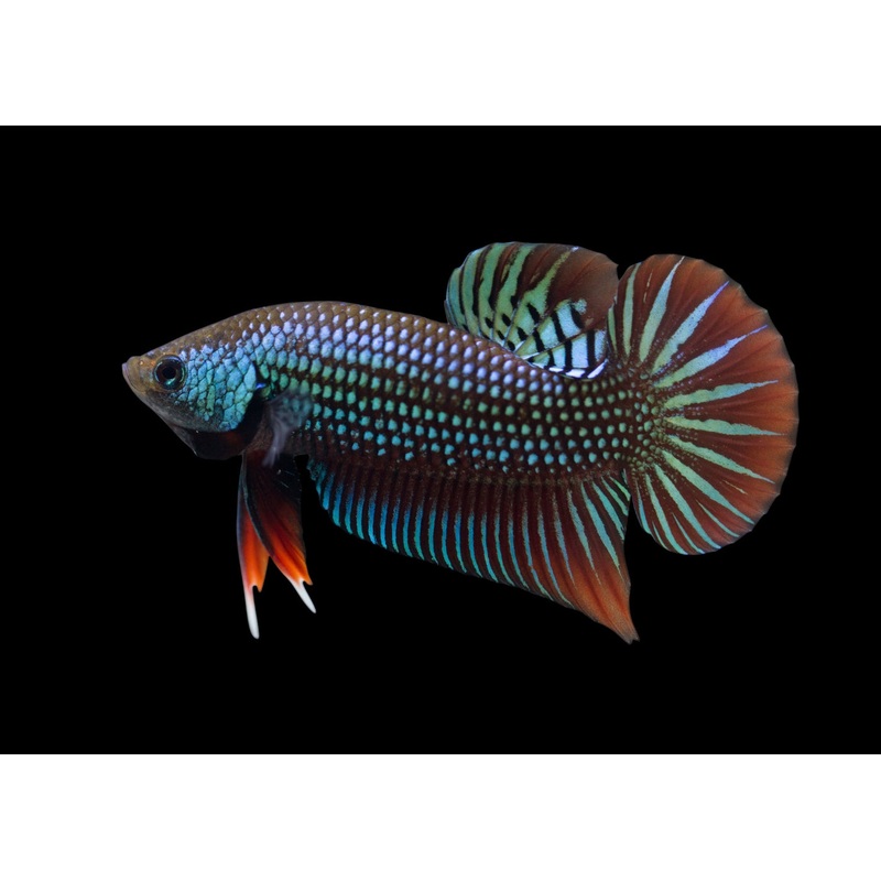 Betta Mahachai