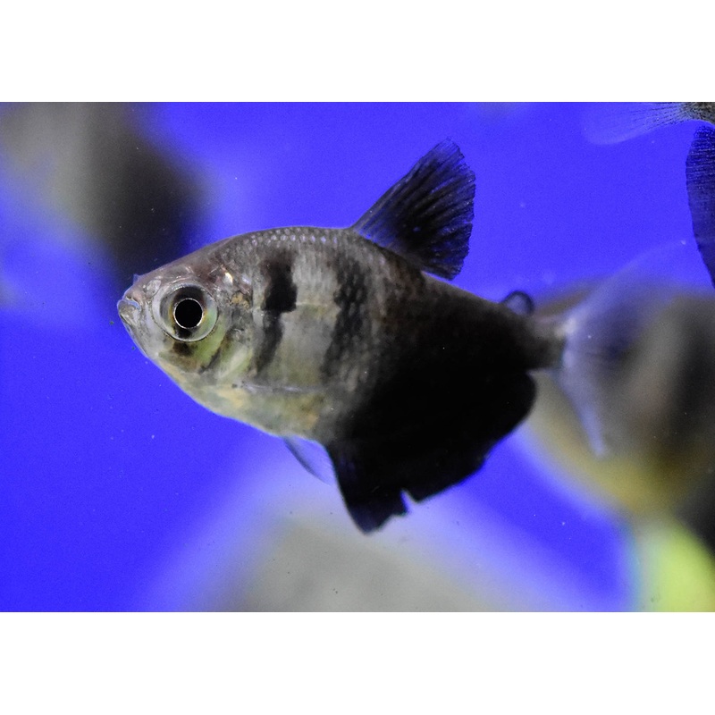 Black Widow Tetra