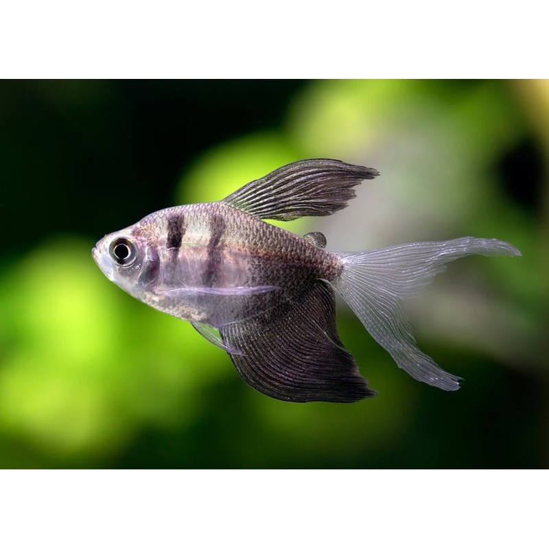 Black Widow Tetra - Longfin - Special 6 for $40