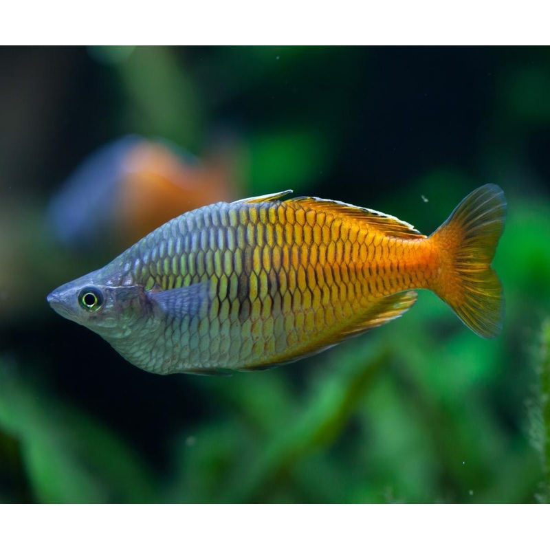 Boesemans Rainbowfish