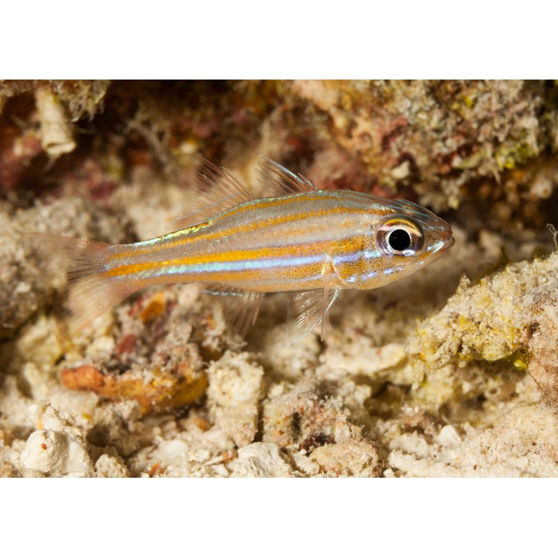 Cardinal Fish - Gold Striped