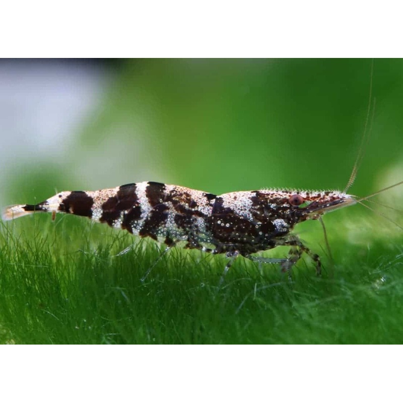 Chameleon Shrimp