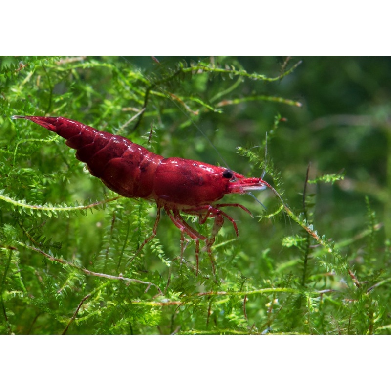 Cherry Shrimp - Bloody Mary