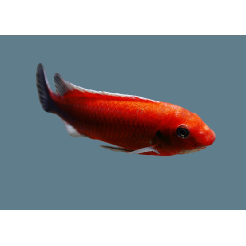 Chilumba Red