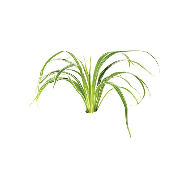 Chlorophytum