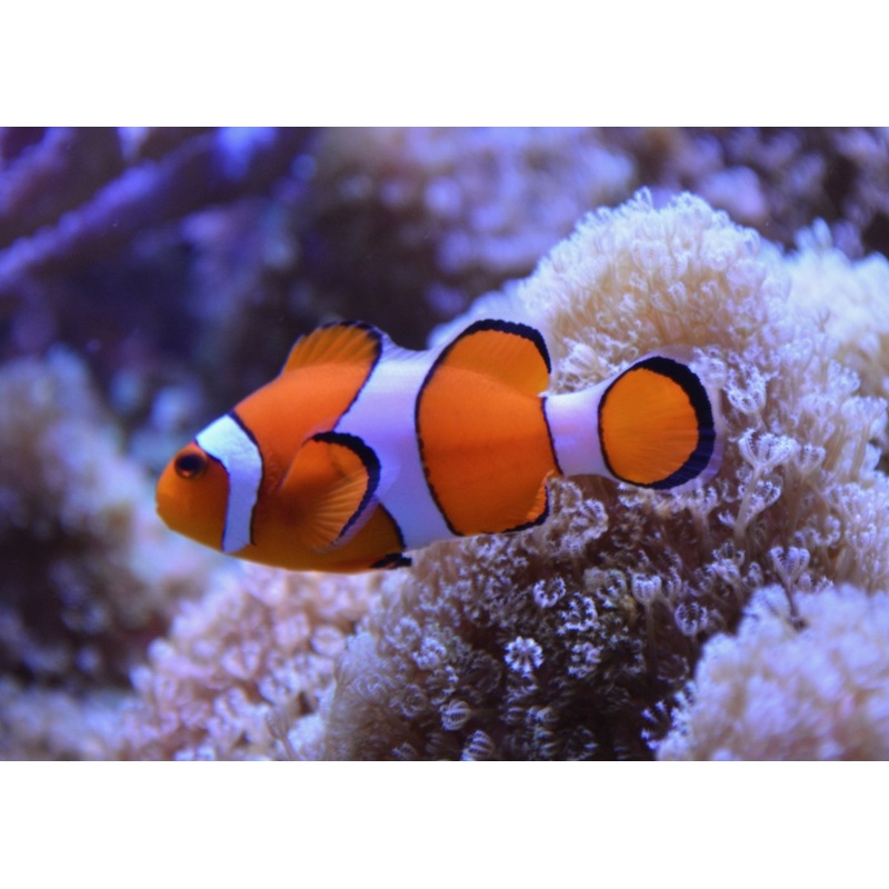 Clownfish - Ocellaris Orange Standard