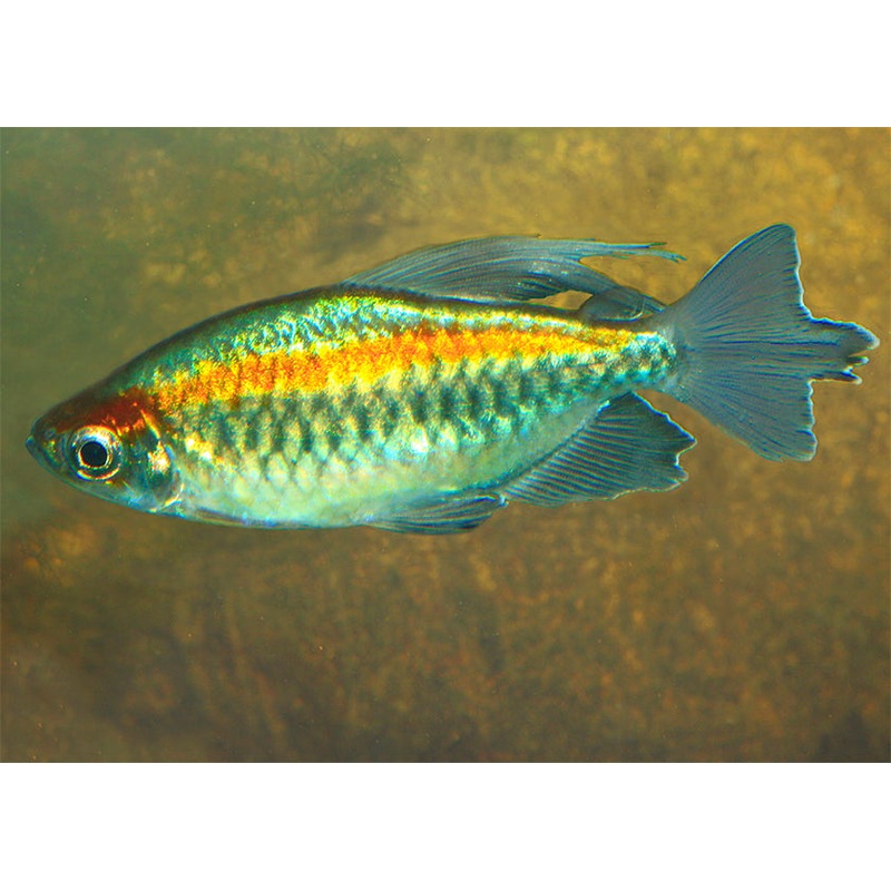 Congo Tetra - Male