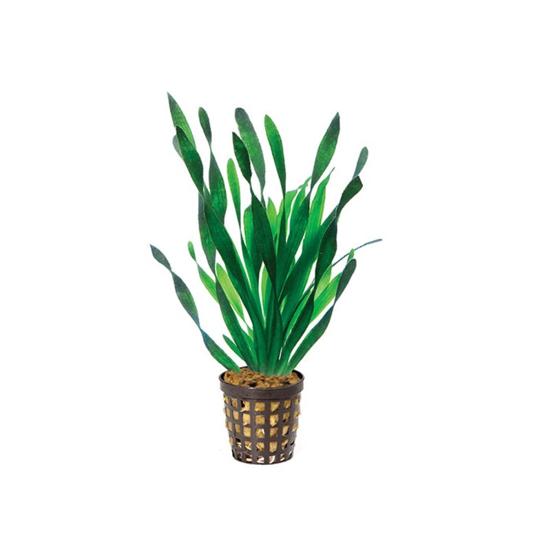 Corkscrew Vallisneria in Mesh Pot