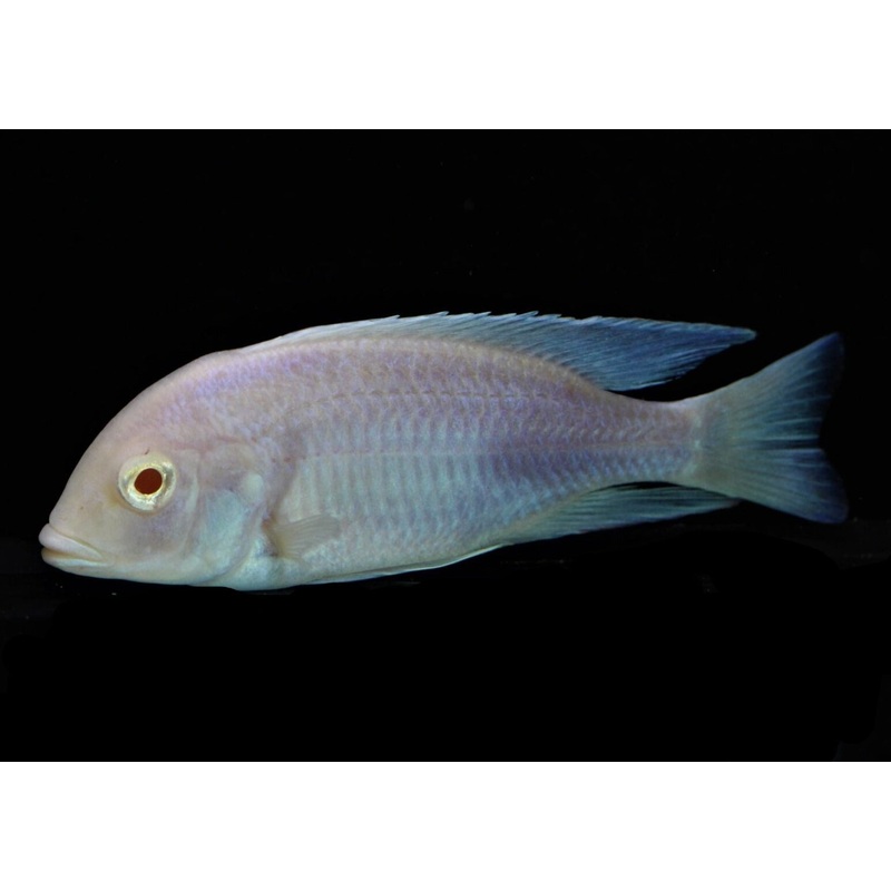 Cyrtocara Moorii - Blue Dolphin - Albino