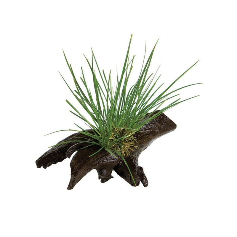 Dwarf Green Rush Driftwood Creation