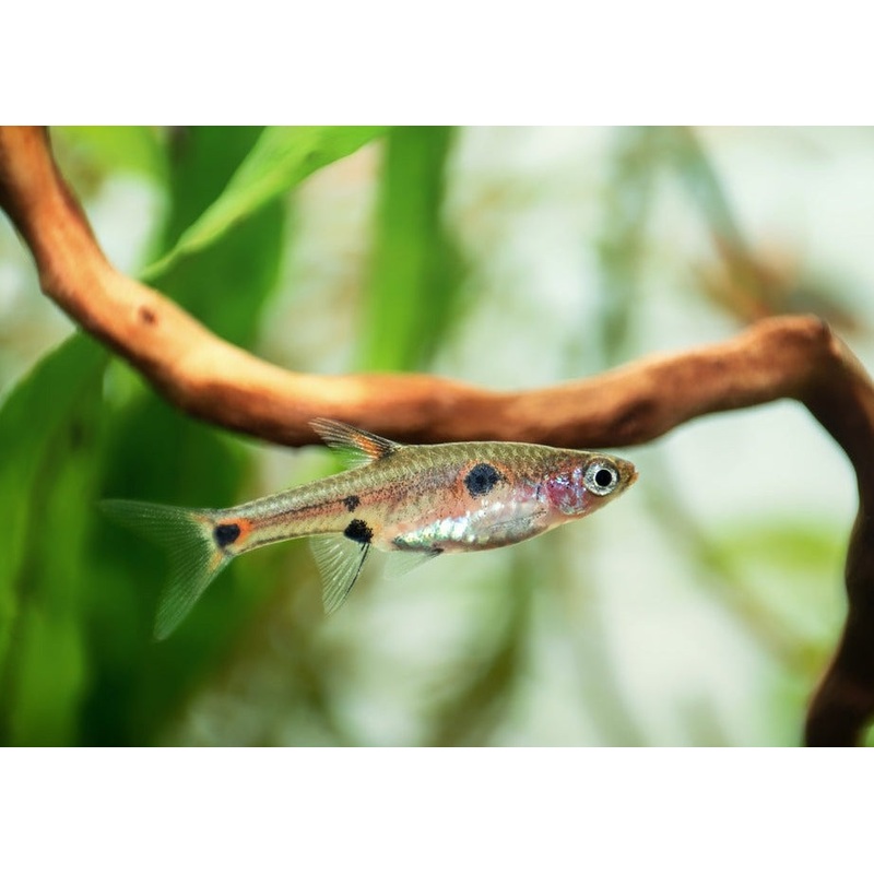 Dwarf Rasbora