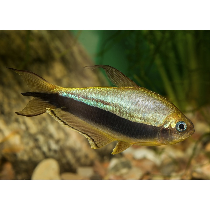 Emperor Tetra (Special 6 for $25)