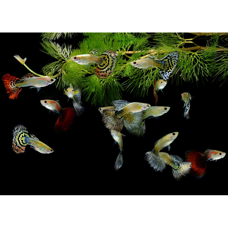 Fancy Guppy - Assorted