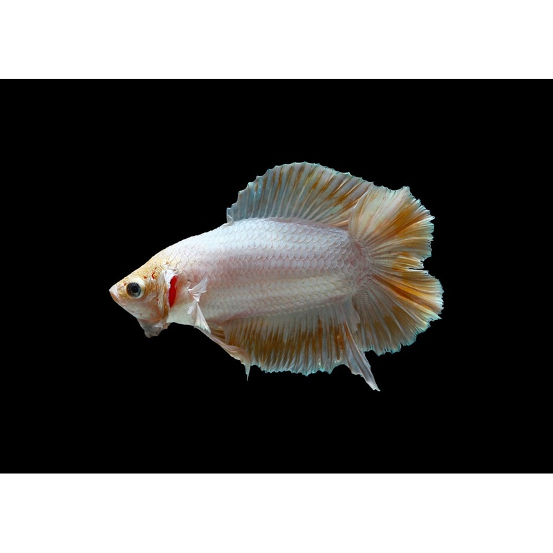 Fighter - Double Tail Female