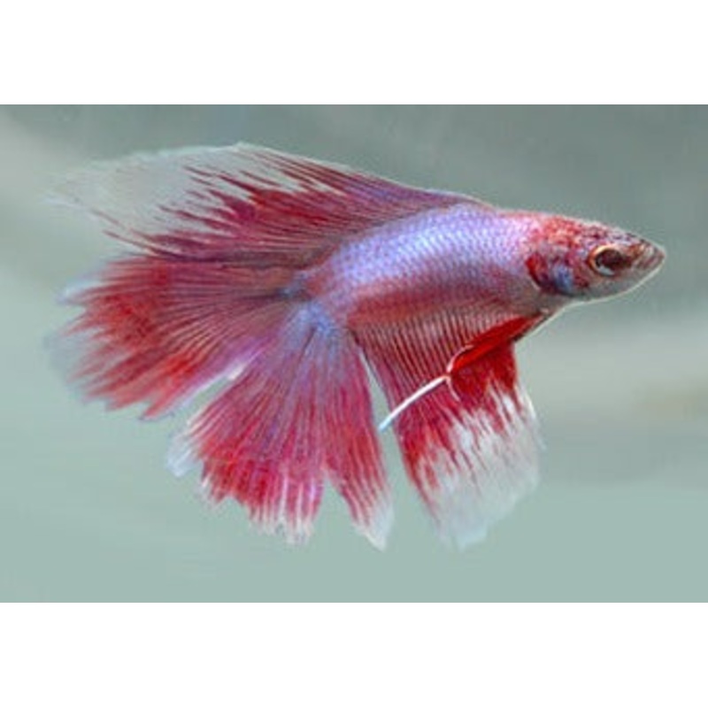 Fighter Male Doubletail Half Moon