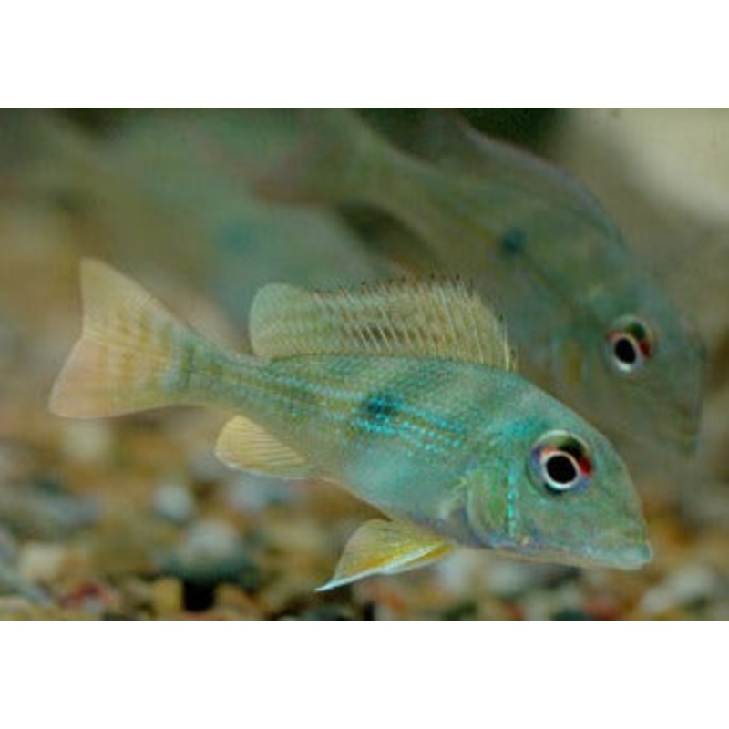Geophagus Rio Branco