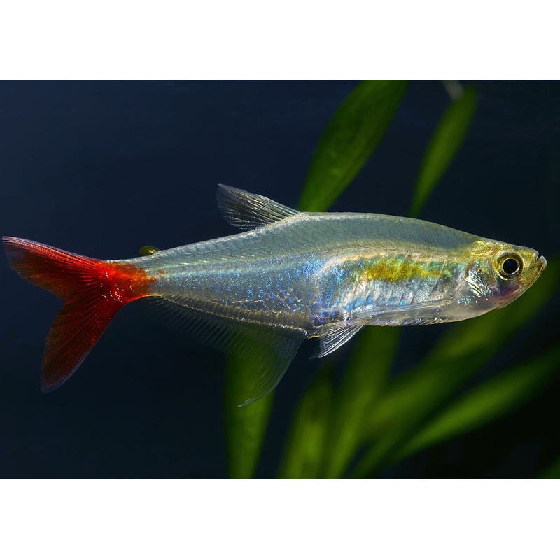 Glass Bloodfin Tetra Special (6 for $25)