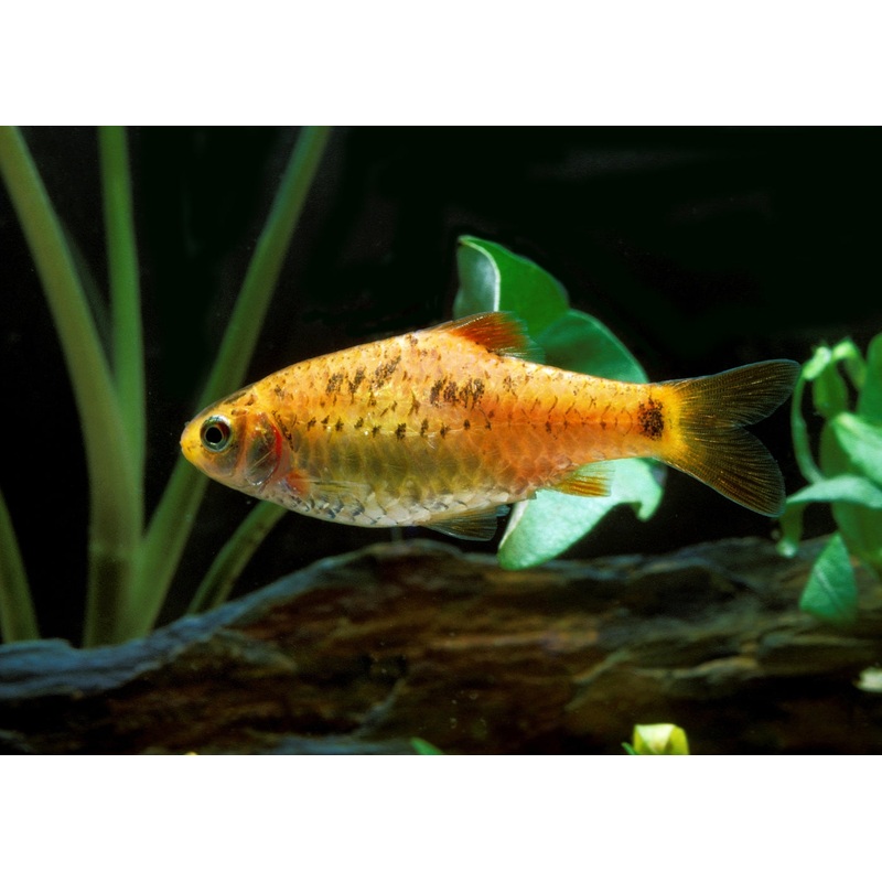 Golden Barb