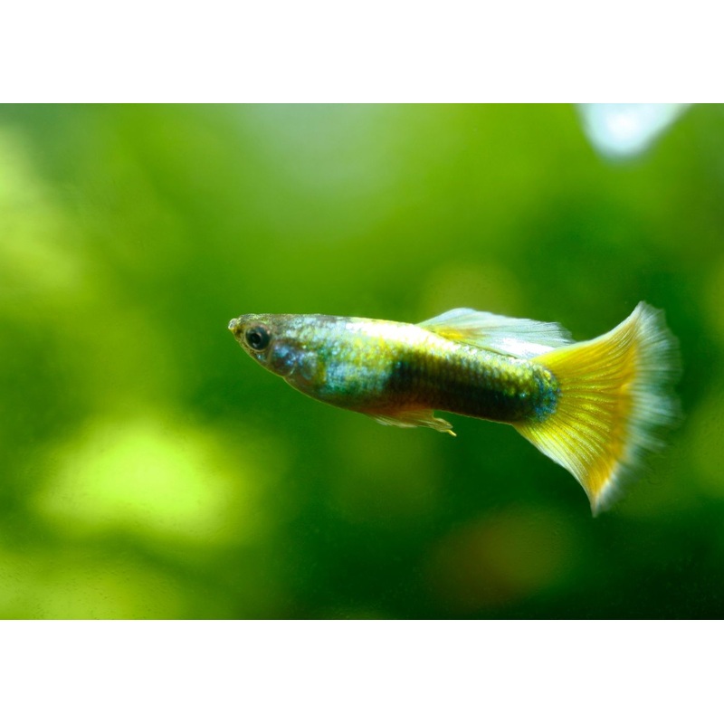 Guppy Male Yellow Tuxedo