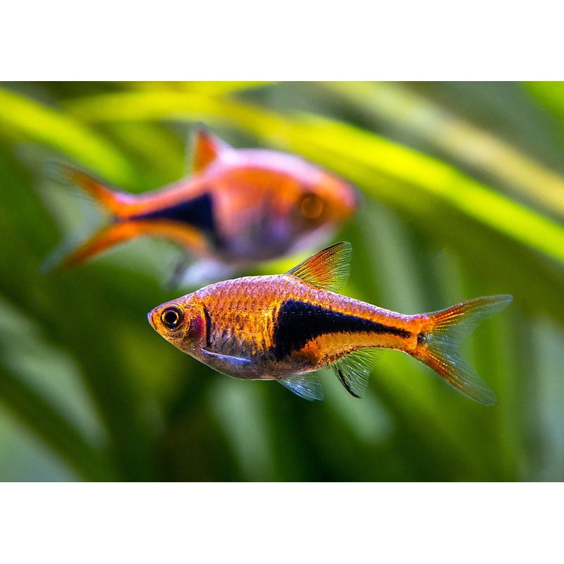 Harlequin Rasbora Special (6 for $30)