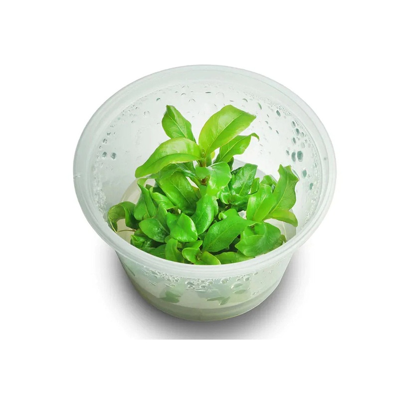 Hygrophila Stricta (Blue Stricta) Tissue Culture
