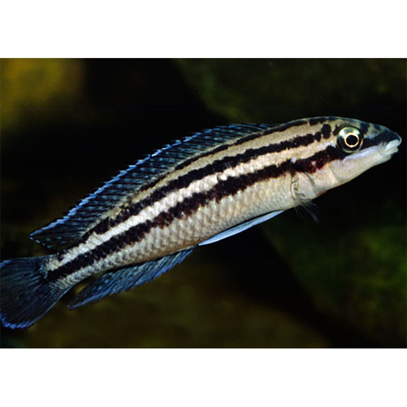 Julidochromis Dickfeldi