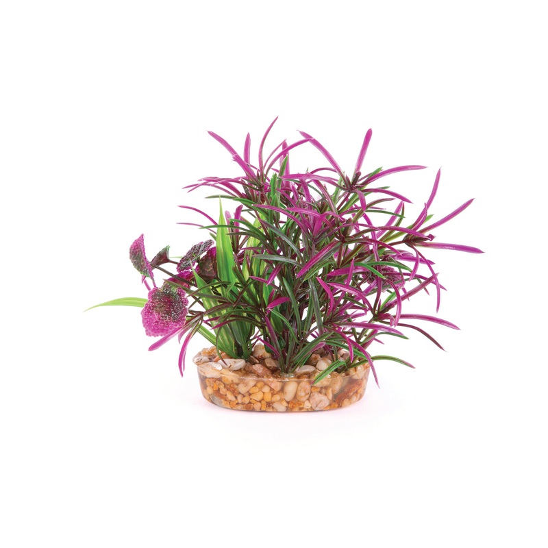 Kazoo Maroon and Green Leaf Combination Bush