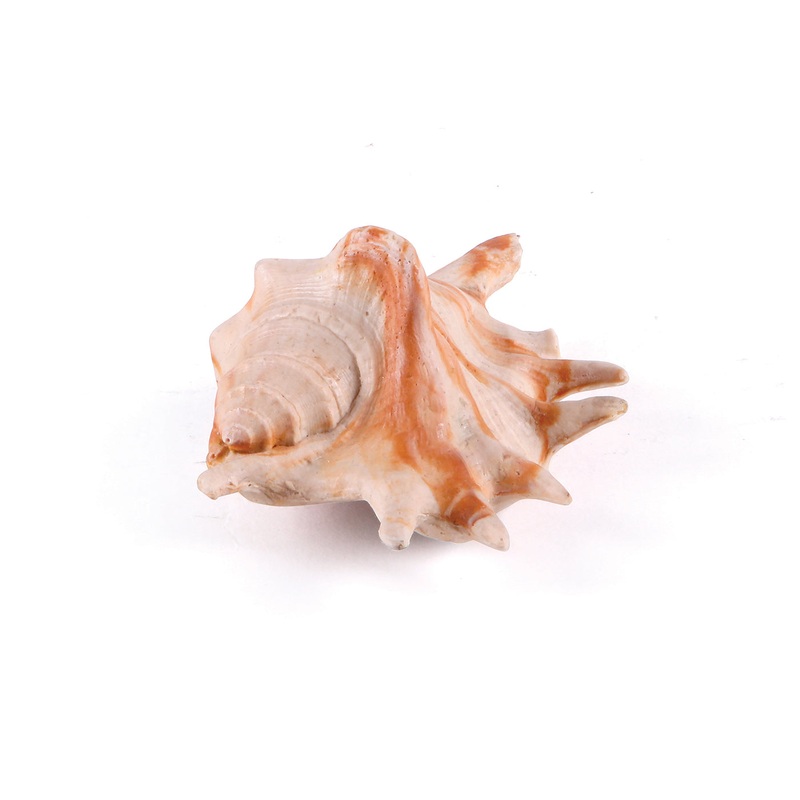 Kazoo Sea Shell