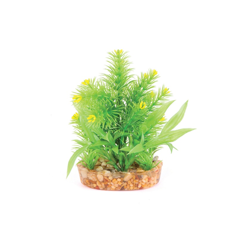Kazoo Yellow Flower Combination Bush