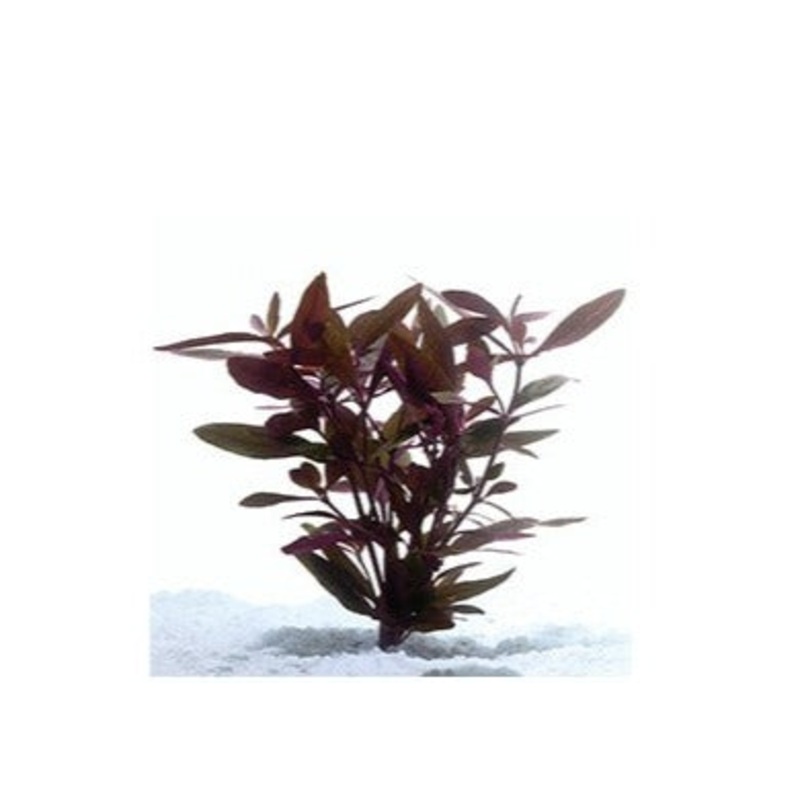 Mauve Stricta