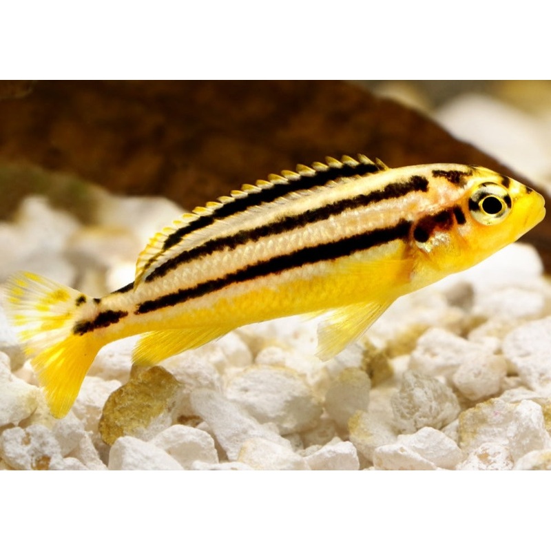 Melanochromis Auratus