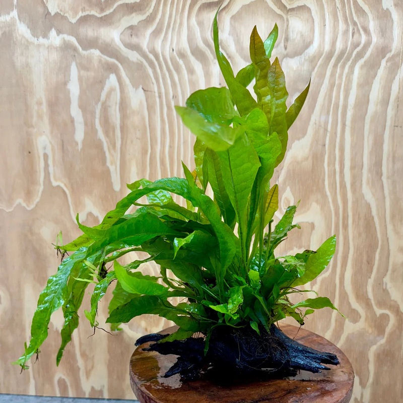 Microsorium Indo Driftwood Creation